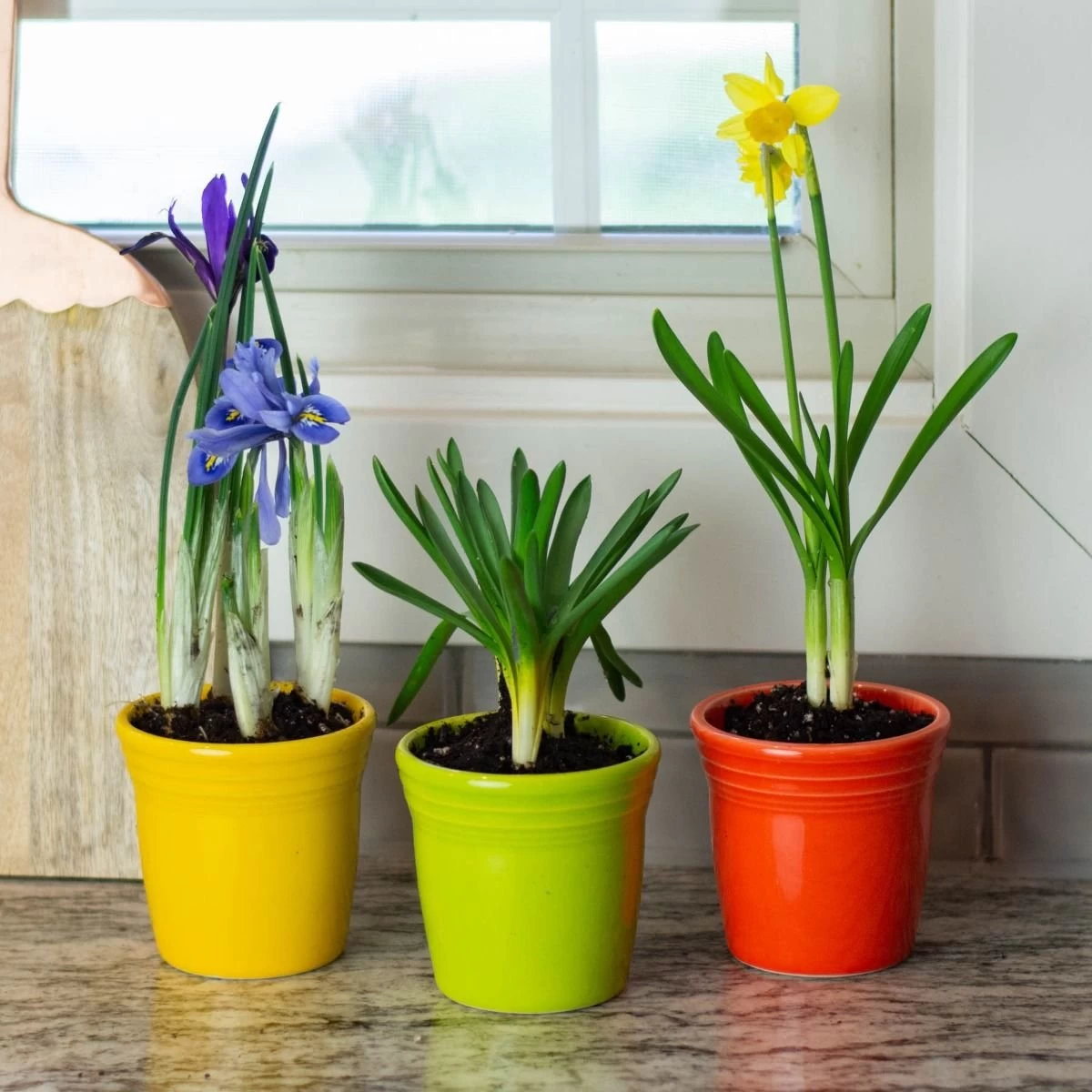 Fiesta® 3-Piece Flower Pot Set | Bright 4 Fiesta® 3-Piece Flower Pot Set | Bright - Image 2